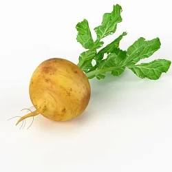 Репа