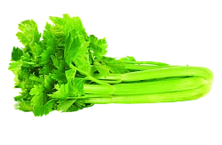 Сельдерей шт