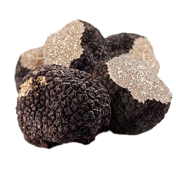 Трюфель черный свежий летний (Tuber Aestivum)