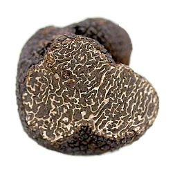 Трюфель черный свежий (Tuber Mesentericum)