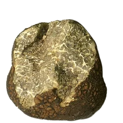 Трюфель черный свежий (Tuber Macrosporum)